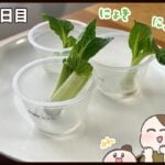 おひたしに使った小松菜で「ゆるリボベジ」に挑戦してみた結果